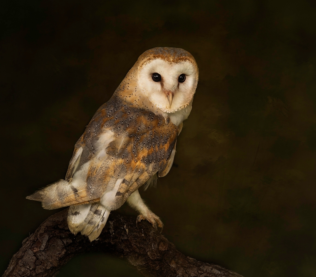 Barn Owl Portrait - Janet Taylor